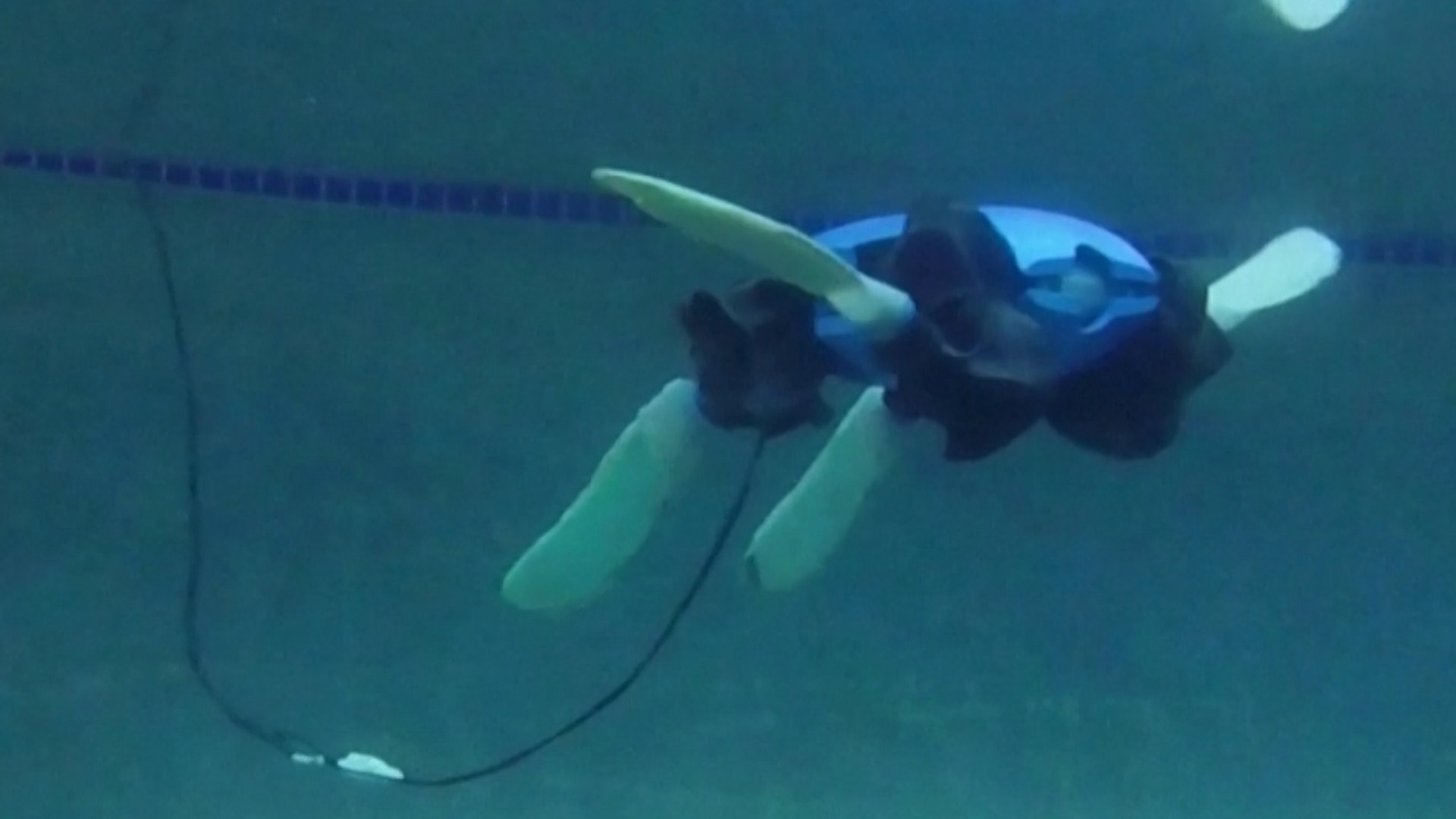 Aquatic turtle robotics research reference